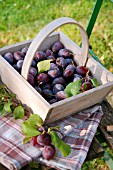 WOODEN BASKET WITH PLUMS