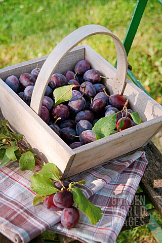 WOODEN_BASKET_WITH_PLUMS
