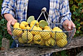 HARVESTING RIPE QUINCE