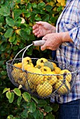 HARVESTING RIPE QUINCE