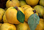 RIPE QUINCE APPLES