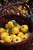 RIPE QUINCE APPLES IN A WICKER BASKET