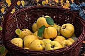 RIPE QUINCE APPLES IN A WICKER BASKET