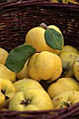 RIPE QUINCE APPLES IN A WICKER BASKET