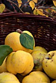 RIPE QUINCE APPLES IN A WICKER BASKET