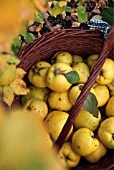 RIPE QUINCE APPLES IN A WICKER BASKET