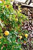 RIPE QUINCE APPLES ON THE TREE