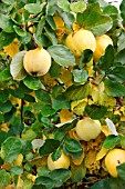 RIPE QUINCE APPLES ON THE TREE