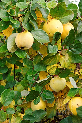 RIPE_QUINCE_APPLES_ON_THE_TREE