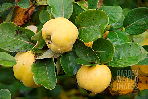 RIPE_QUINCE_APPLES_ON_THE_TREE