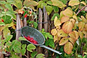 AUTUMN RASPBERRIES IN A GREEN ENAMEL COLANDER