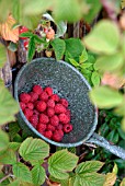 AUTUMN RASPBERRIES IN A GREEN ENAMEL COLANDER