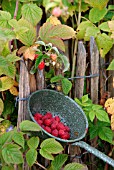 AUTUMN RASPBERRIES IN A GREEN ENAMEL COLANDER