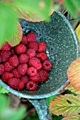 AUTUMN RASPBERRIES IN A GREEN ENAMEL COLANDER