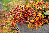 ROSE HIPS AUTUMNS PRIDE