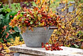 ROSE HIPS AUTUMNS PRIDE