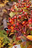 ROSE HIPS AUTUMNS PRIDE