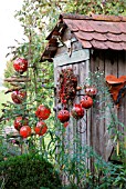 DECORATED SHED