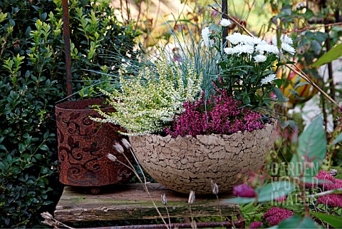 CERAMIC_PLANTERS_WITH_BLUE_FESCUE_AND_WHITE_ASTERS