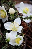 FESTIVE WREATH WITH HELLEBORUS DETAIL