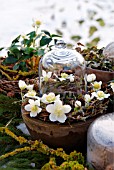 FESTIVE WREATH WITH HELLEBORUS