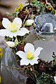 FESTIVE WREATH WITH HELLEBORUS