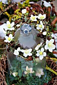 FESTIVE WREATH WITH HELLEBORUS