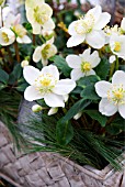 HELLEBORUS NIGER IN WINDOW SILL DECORATION