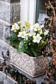 HELLEBORUS NIGER IN WINDOW SILL DECORATION