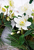 HELLEBORUS BASKET