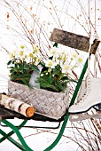 HELLEBORUS BASKET