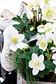 HELLEBORUS BASKET