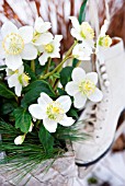 HELLEBORUS BASKET