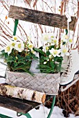 HELLEBORUS BASKET