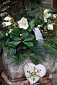 HELLEBORUS NIGER IN WINDOW SILL DECORATION