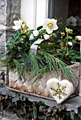 HELLEBORUS NIGER IN WINDOW SILL DECORATION