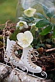 DECORATIVE SKATES DECORATED WITH SPRUCE BRANCHES AND HELLEBORES