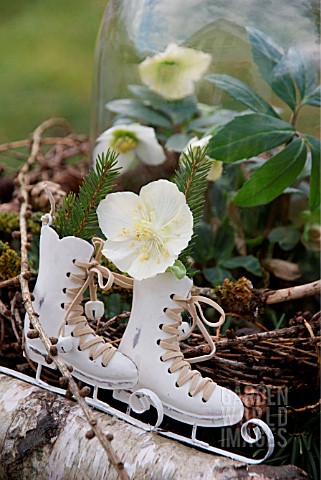 DECORATIVE_SKATES_DECORATED_WITH_SPRUCE_BRANCHES_AND_HELLEBORES