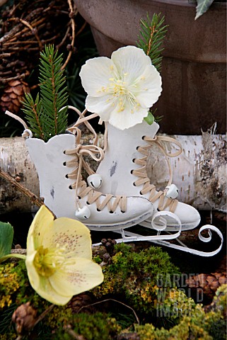 DECORATIVE_SKATES_DECORATED_WITH_SPRUCE_BRANCHES_AND_HELLEBORES