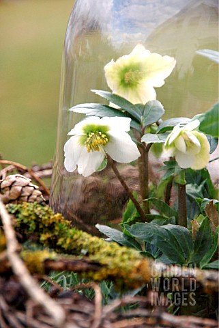 HELLEBORUS_NIGER_IS_UNDER_A_LARGE_GLASS_DOME_TO_PROTECT_FROM_FROST