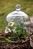 HELLEBORUS NIGER IS UNDER A LARGE GLASS DOME TO PROTECT FROM FROST
