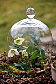 HELLEBORUS NIGER IS UNDER A LARGE GLASS DOME TO PROTECT FROM FROST