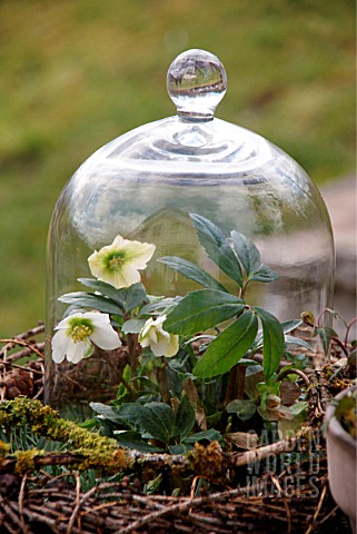 HELLEBORUS_NIGER_IS_UNDER_A_LARGE_GLASS_DOME_TO_PROTECT_FROM_FROST