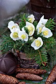 HELLEBORUS TABLE DECORATION