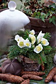 HELLEBORUS TABLE DECORATION