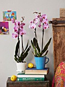 BOHO-CHIC HOUSE PLANTS: PHALAENOPSIS IN BEDROOM