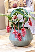 MEDINILLA MAGNIFICA FLAMENCO, HOUSEPLANT IN LOUNGE