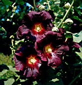 ALCEA ROSEA VAR. NIGRA