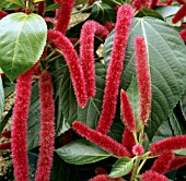 ACALYPHA HISPIDA