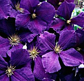 CLEMATIS JACKMANII (AGM), (JACKMANS CLEMATIS)